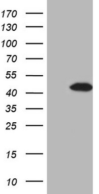 MRPL15 Antibody