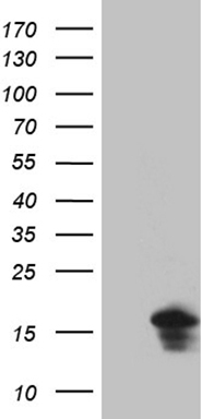 MRPL42 Antibody