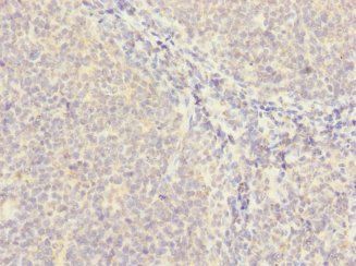 MS4A4A Antibody