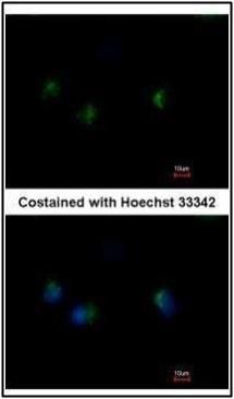 MST4 Rabbit Polyclonal Antibody