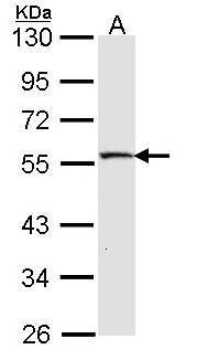MST4 Rabbit Polyclonal Antibody