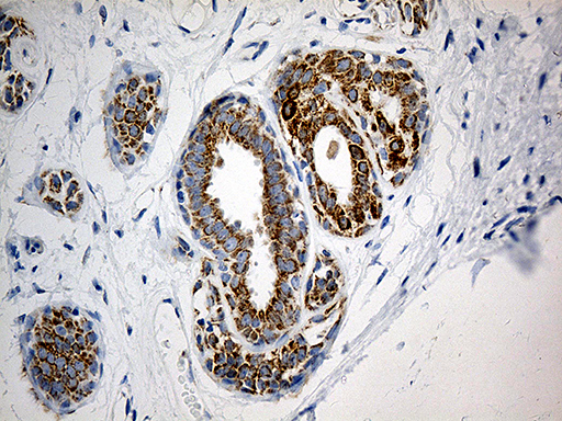 MTX2 Antibody