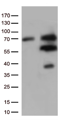 MTX2 Antibody