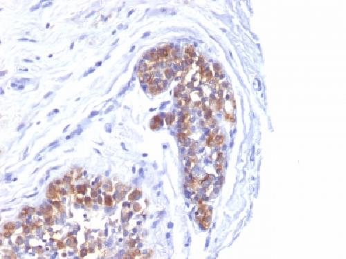 MUC1 Antibody