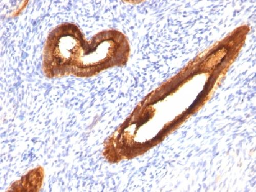 MUC1 Antibody