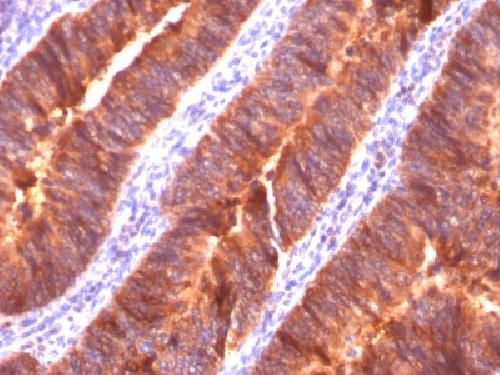 MUC1 Antibody