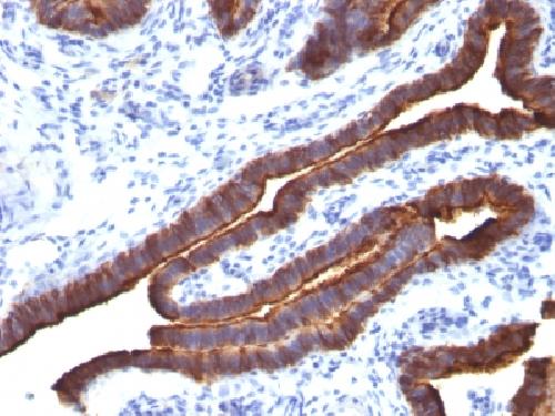 MUC1 Antibody