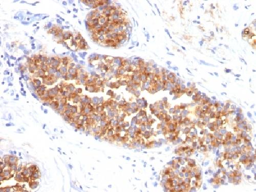 MUC1 Antibody
