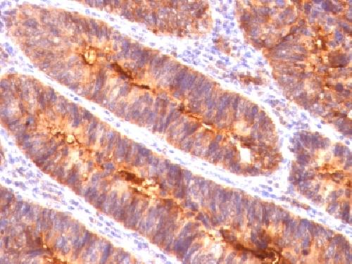 MUC1 Antibody