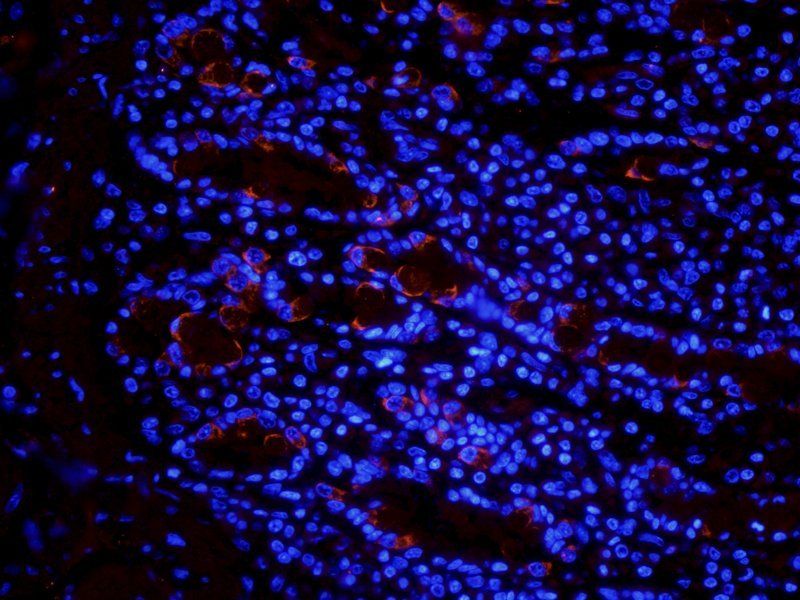 Muc2 Rabbit Polyclonal Antibody