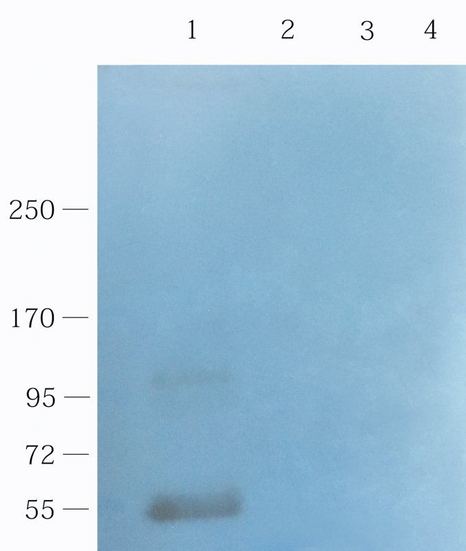 Muc2 Rabbit Polyclonal Antibody