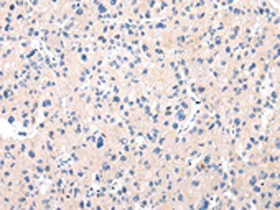 MUC7 Antibody