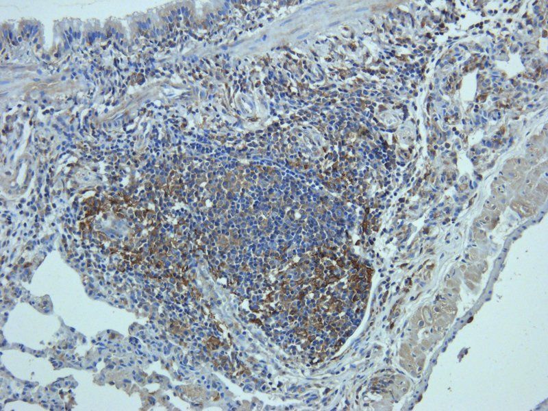 Mucin 5AC Rabbit Polyclonal Antibody