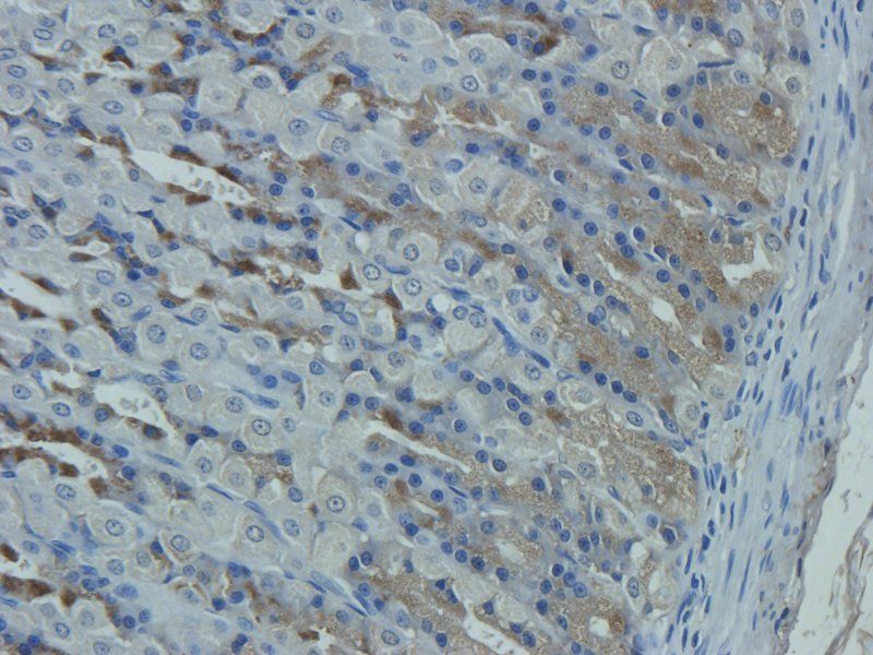 Mucin 5AC Rabbit Polyclonal Antibody