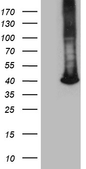 GALM Antibody