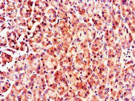 MX1 Antibody