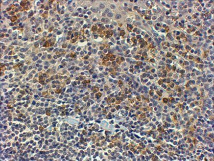 MYD88 Antibody