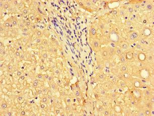 MYH3 Antibody