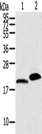 MYL2 Antibody