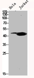 MYLIP Antibody