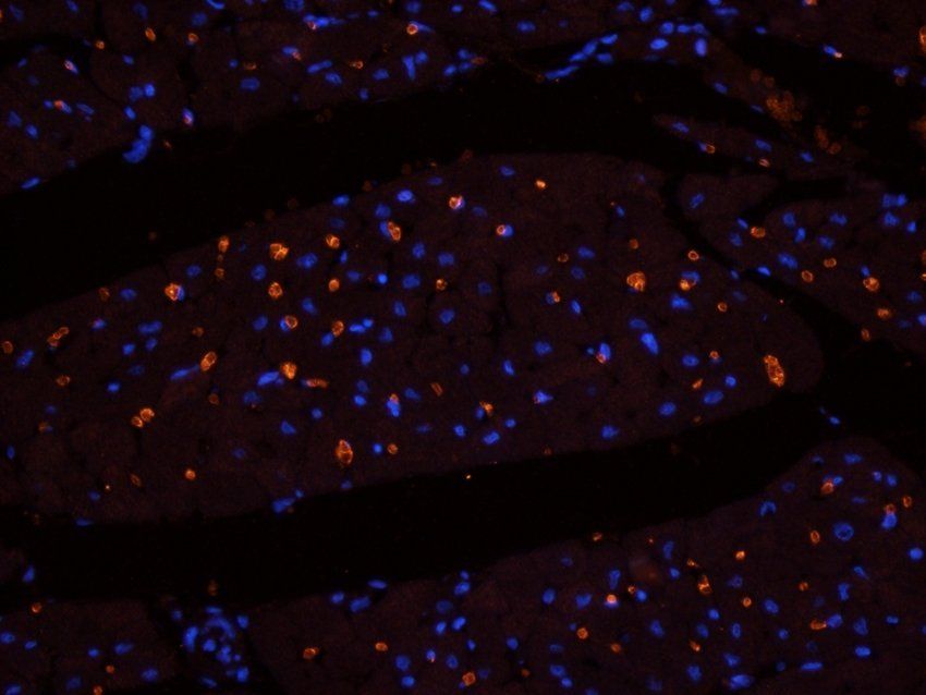 Myosin 3 Rabbit Polyclonal Antibody