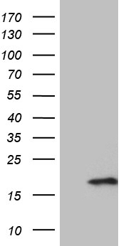 N myc interactor Antibody