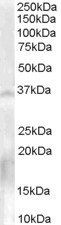 Goat anti-NANOS1 Antibody