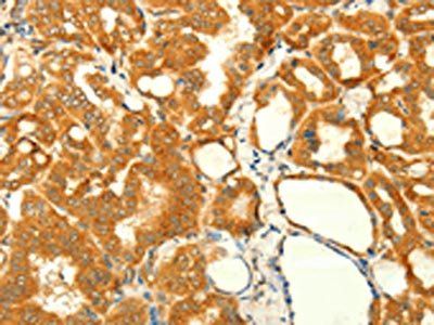 NAPA Antibody