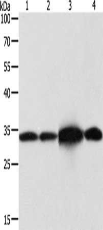 NAPA Antibody