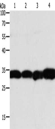 NAPA Antibody
