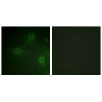 NCF1 Antibody