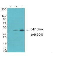 NCF1 Antibody