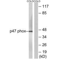 NCF1 Antibody