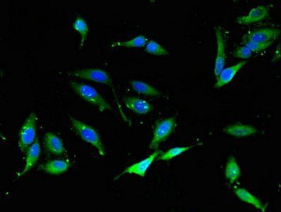 NCF1 Antibody