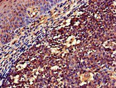 NCF1 Antibody