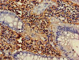 NCF1 Antibody