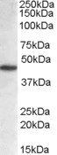 NCF1/p47phox Antibody