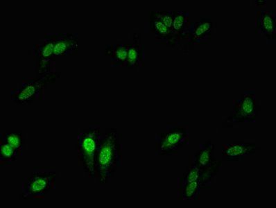 NCF2 Antibody