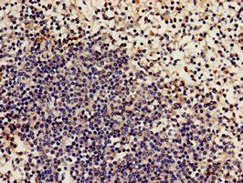 NCF2 Antibody