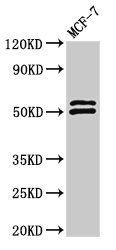 NCF2 Antibody