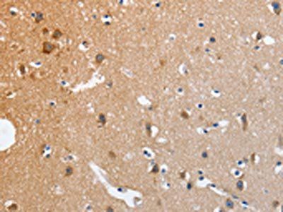 NCK1 Antibody