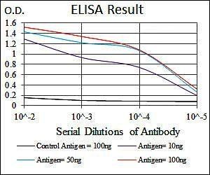 NCK1 Antibody