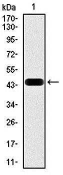 NCK1 Antibody