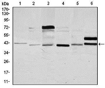 NCK1 Antibody