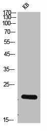 NCR3 Antibody