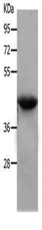 NDRG4 Antibody