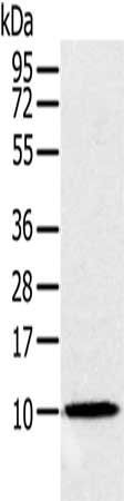 NDUFA2 Antibody