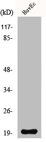 NDUFA8 Antibody