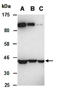 NEDD5 (C1) Antibody, Rabbit Polyclonal
