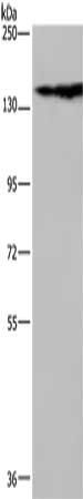 NEFM Antibody